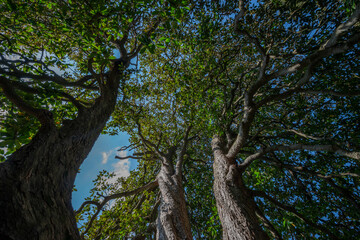 Poster - big old trees - view from below into the treetops