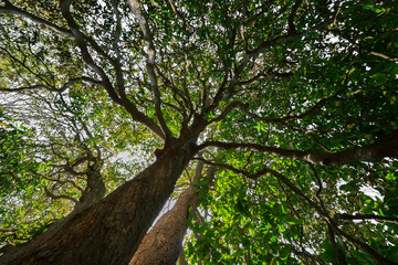 Poster - big old trees - view from below into the treetops