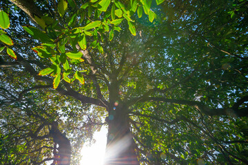 Poster - big old trees - view from below into the treetops