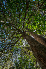 Poster - big old trees - view from below into the treetops