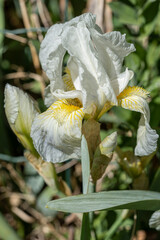 Poster - Iris blanc au printemps