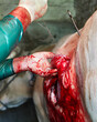 Veterinarian practicing cesarean section and stitching after birth of calf