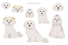 Maltese Dogs In Different Poses. Adult And Great Dane Puppy Set