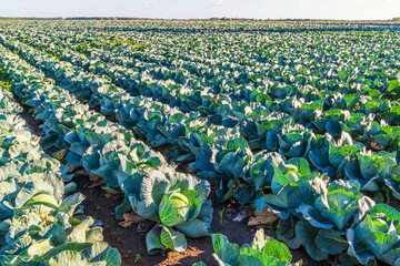 Wall Mural - Endless farm field with cabbage harvest.