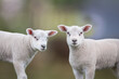 Close up portrait of two white lambs