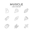 © motorama - Set line icons of muscle