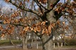 Brązowe jesienne liście na drzewie