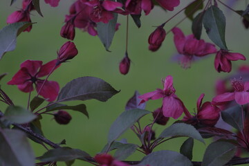 Wall Mural - Apple red flowers on branches in the form of a frame.