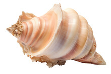 Conch Shell Isolated On Transparent Background Made With Generative Ai