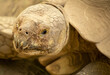 Turtle's face