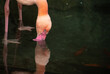 Flamingos reflects in the water