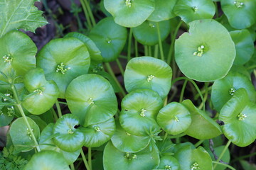 Wall Mural - Tiny white flowering axillaterminal determinate cymose inflorescences of Claytonia Perfoliata, Montiaceae, native annual monoclinous herb in the Santa Monica Mountains, Transverse Ranges, Springtime.