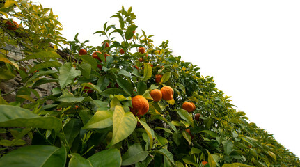 Wall Mural - Bitter orange, Sour Orange - bigarade orange tree in the detail