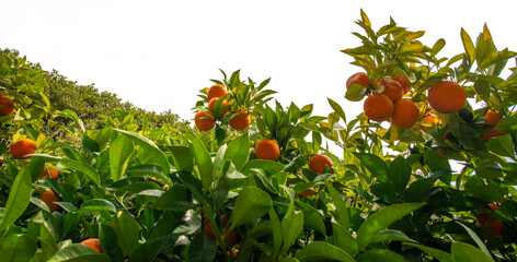 Wall Mural - orange tree in the detail (Bitter orange, Sour Orange - bigarade)