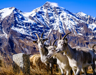 Poster - goat at the grossglockner mountain