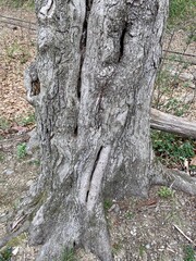 tree trunk