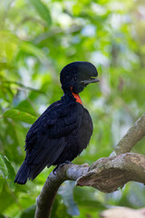 Wall Mural - Bare-necked Umbrellabird perching on branch