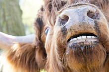 Highland Cow Teeth