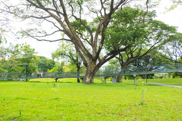 Beautiful park with green grass and tree.