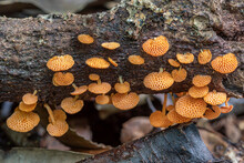 Orange Fungi On A Fallen Tree Trunk - Favolaschia Calocera (Orange Pore Fungus); Originally From Madagascar - Dorrigo, NSW, Australia