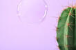 Soap bubble near cactus on pastel violet background