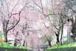 満開のしだれ桜と水路　栃木県足利市