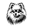 © Ann - Pomeranian Face, Silhouettes Dog Face SVG, black and white Pomeranian vector