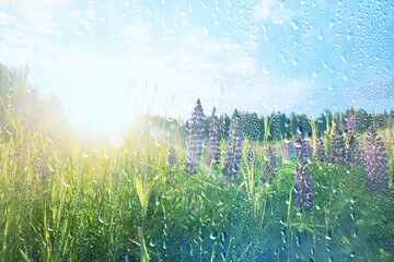 spring rain background flowers springtime ecosystem water drop effect