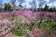 京都　北野天満宮の梅苑　花の庭