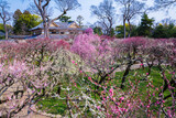 Fototapeta Dziecięca - 京都　北野天満宮の梅苑　花の庭
