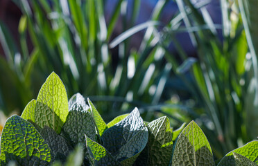 Wall Mural - large leaf plant leaves