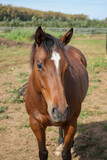 Fototapeta Konie - Ein braunes Pferd auf der Weide