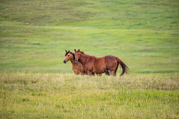 tow mild west horses in the field