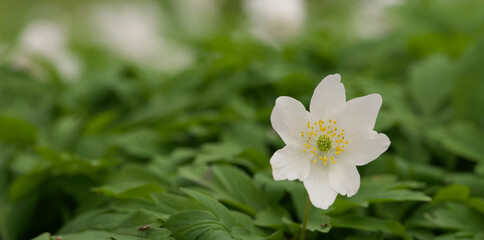 Poster - Beautiful close-up of an anemone nemerosa flower