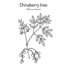 Chinaberry Tree Or Persian Lilac (Melia Azedarach), Medicinal Plant