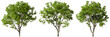 Nature trees shapes cutout backgrounds 3d rendering png