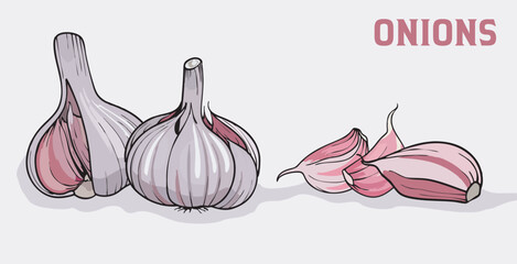 Set of garlic. Cloves and whole, realistic vector garlic 