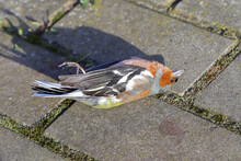 The Common Chaffinch Or Simply The Chaffinch (Fringilla Coelebs). A Dead Bird Lying On The Sidewalk.