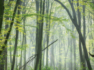 Wall Mural - Sunny Natural Forest of Beech Trees with Morning Fog in early Spring