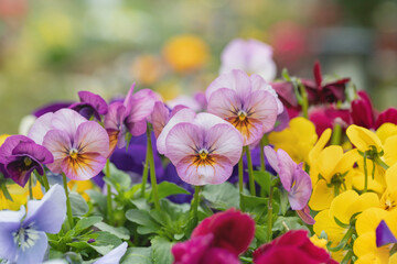Wall Mural - mix of various colored pansies with a pink blossom in the middle.