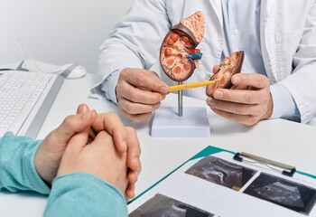 Wall Mural - Urology and treatment of kidney disease. Doctor analyzing of patient kidney health using kidney ultrasound and anatomical model