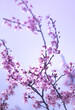 Beautiful spring border, bright blooming cherry tree on a blue soft sky. 