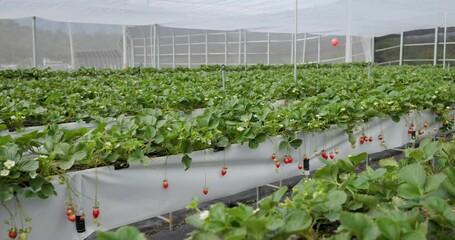 Poster - Fresh raw strawberry field garden