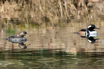 Wall Mural - ducks on the lake