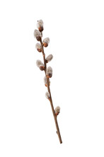 Willow Twig On A White Background