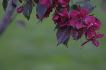 Wall Mural - Red flowers of an apple tree on the background of a green meadow.