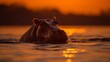 Majestic Hippopotamus at Sunset