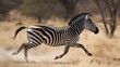 Zebra running free in the wilderness