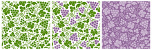 Vine Seamless Patterns With Ripe Grape And Leaves. Monochrome And Color Patterns On Various Backgrounds In The Set. Vector Illustration