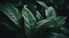 Leaves Of Spathiphyllum Cannifolium Abstract Green Texture - Generative AI